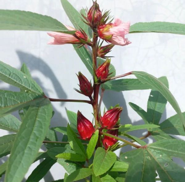 Hibiscus sabdariffa - каркаде