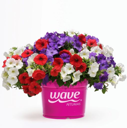Петуния ампельная (Petunia trayling F1) Shock Wave Flag Mix, 50 драже