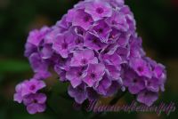 Флокс 'Монмартр' / Phlox 'Monmartr'