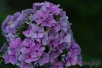 Флокс 'Монмартр' / Phlox 'Monmartr'