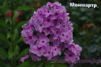 Флокс 'Монмартр' / Phlox 'Monmartr'