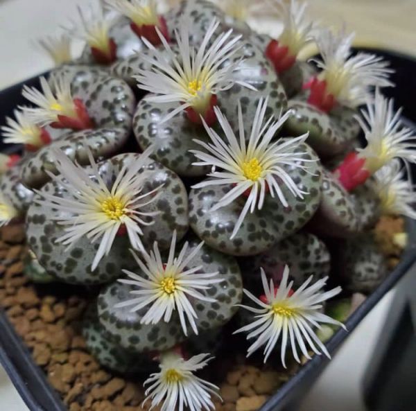 Conophytum Obcordellum