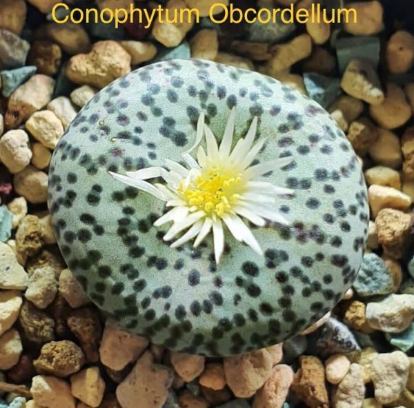 Conophytum Obcordellum