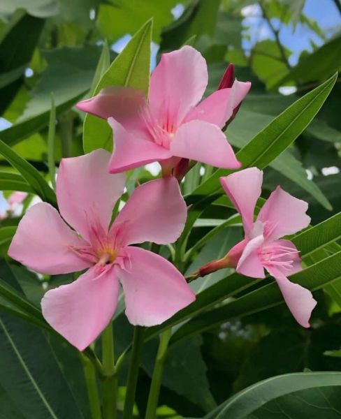 Олеандр Barcelona