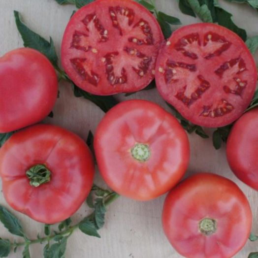 Томат детерминантный Пинк Буш, 50шт семян