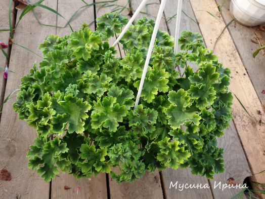 Rushmoor Murray № 2220