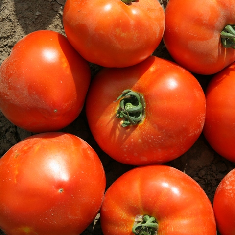 Томат детерминантный УСМАНЬ F1, 500 семян