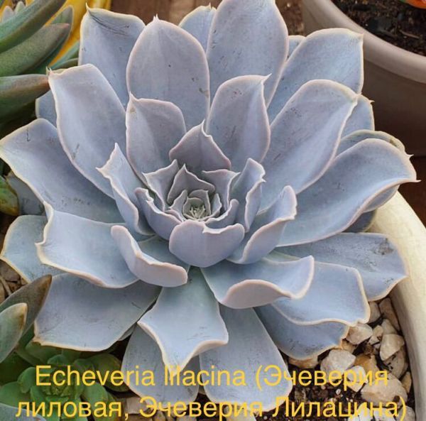 Echeveria lilacina (Эчеверия лиловая, Эчеверия Лилацина)