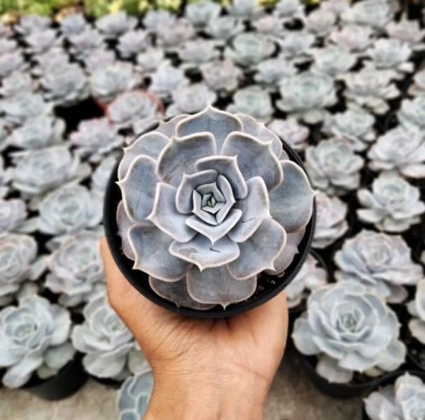 Echeveria lilacina (Эчеверия лиловая, Эчеверия Лилацина)