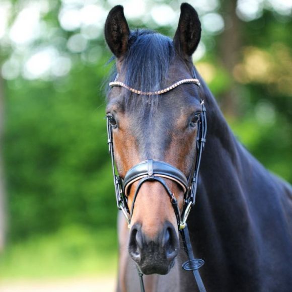 Оголовье трензельное (уздечка) Kavalkade Rose