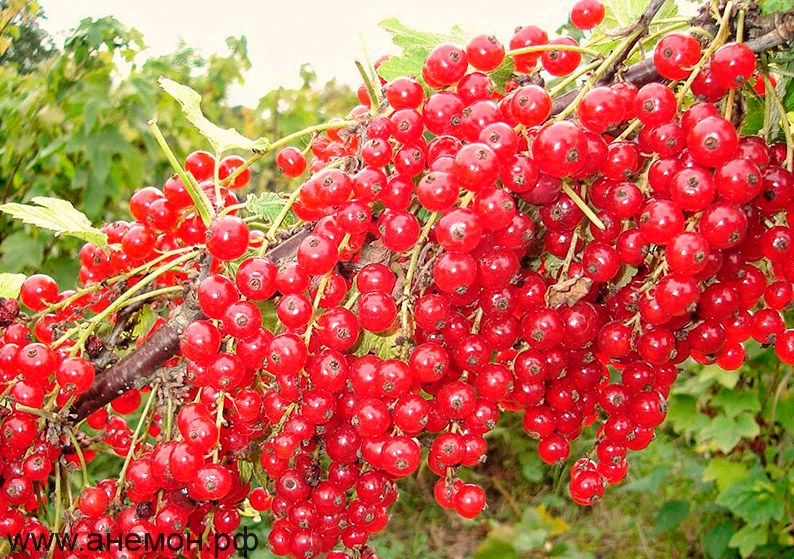 Смородина красная "Щедрая" (Раннего срока созревания)