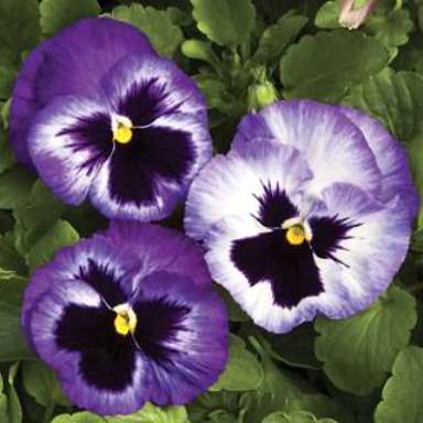 Виола виттрока (Viola wittrockiana) Colossus Lavender Surprise, 100 семян