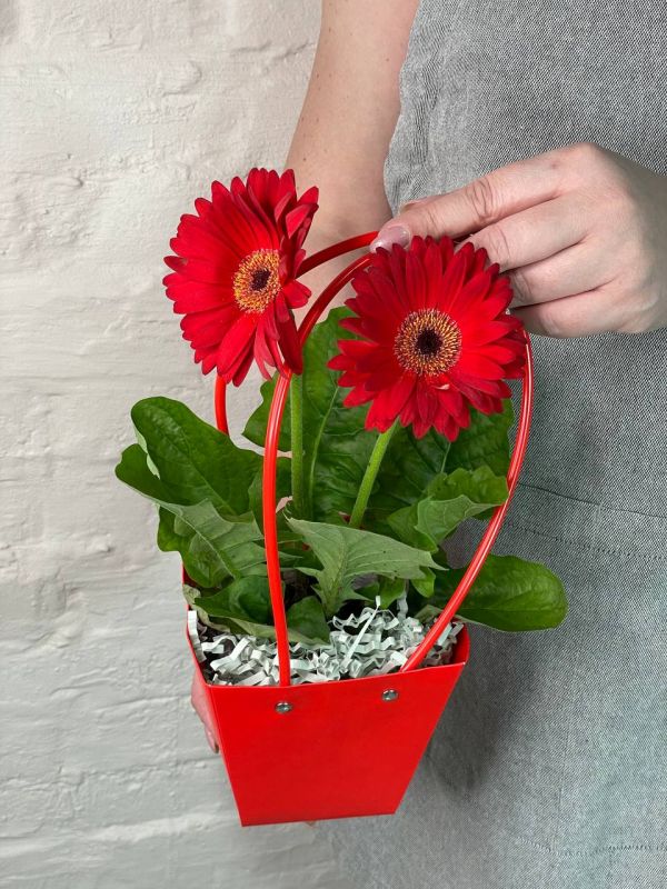 Гербера Микс Д-12 (праздничное оформление)