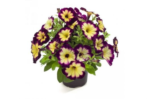 Петуния Crazytunia Moonstruck