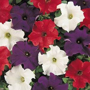 Петуния крупноцветковая (Petunia grandiflora F1) Dreams Mix Patriot, 250 драже
