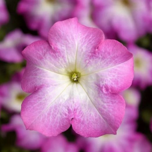 Петуния крупноцветковая (Petunia grandiflora F1) Tritunia Pink Morn, 250 драже
