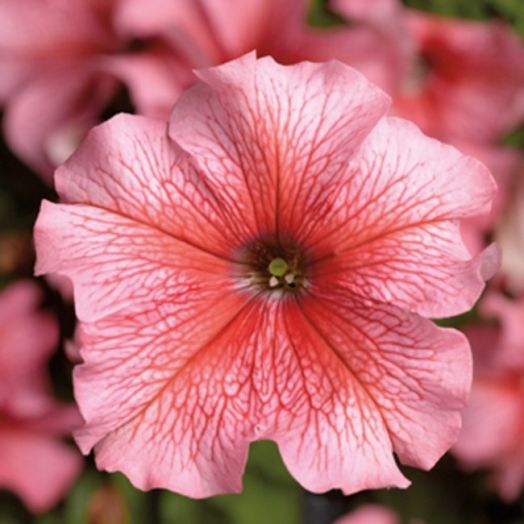 Петуния крупноцветковая (Petunia grandiflora F1) Tritunia Salmon Veined, 250 драже