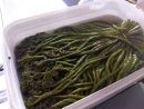 Папоротник орляк солёный — натуральный продукт | Белый Гриб 31