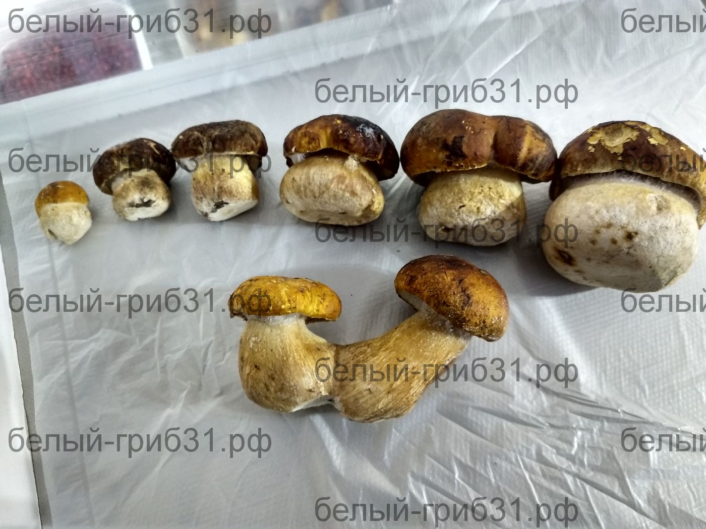 Гриб белый. Замороженный крупный.