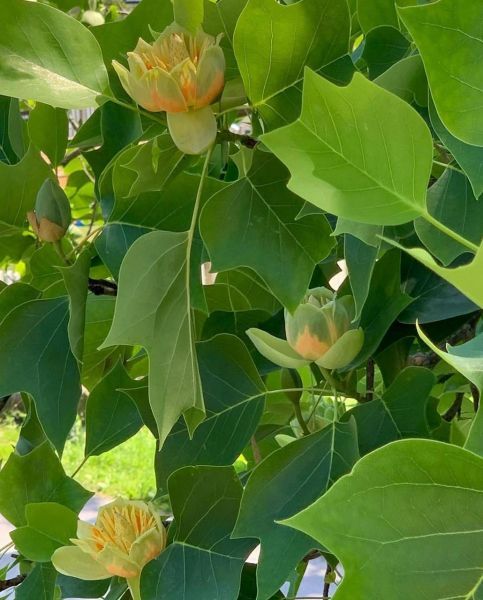 Liriodendron tulipifera - Тюльпанное дерево, лириодендрон