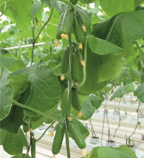 Огурец партенокарпический Авион F1, 50шт семян