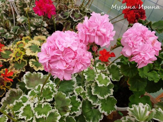 Fir Tree's Silver Wedding № 0724