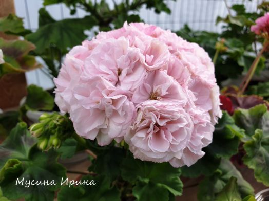 ЮВ_Белая Магия № 0328