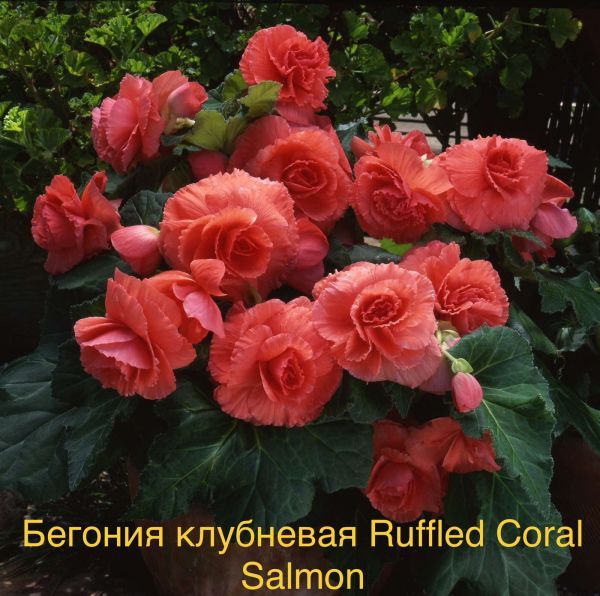 Бегония клубневая Ruffled Coral Salmon