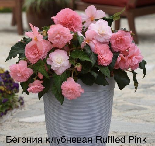 Бегония клубневая Ruffled Pink