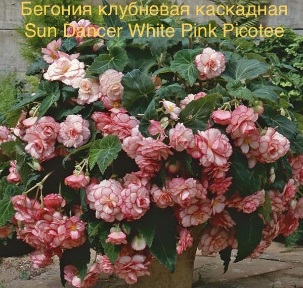 Бегония клубневая каскадная Sun Dancer White Pink Picotee