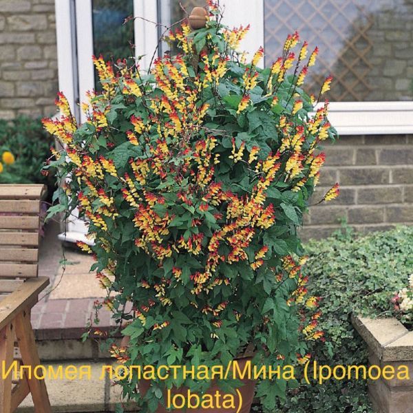 Ипомея лопастная/Мина (Ipomoea lobata)