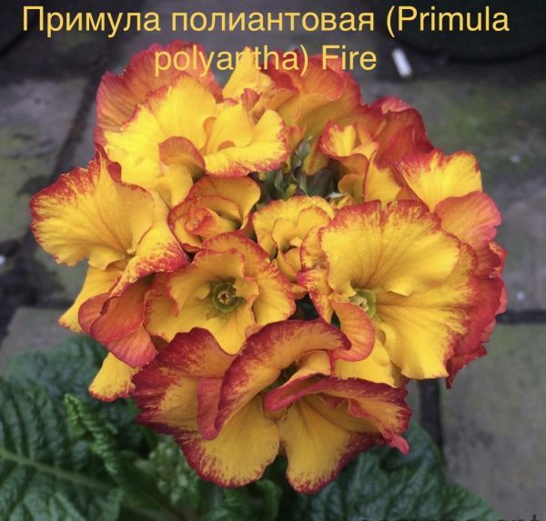 Примула полиантовая (Primula polyantha) Fire