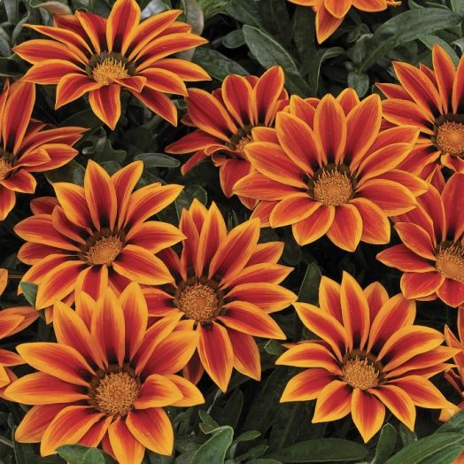 Гацания жестковатая (Gazania rigens F1) Big Kiss Orange Flame, 50 семян