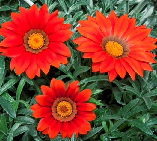 Гацания жестковатая (Gazania rigens F1) Big Kiss Red, 50 семян