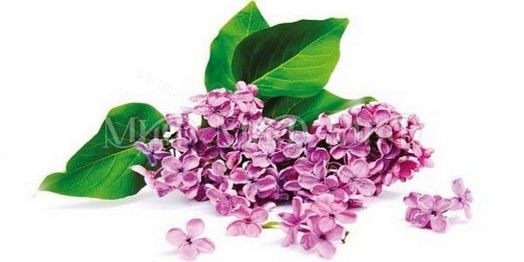 Стол обеденный прямоугольный 1000*670 фотопечать Сирень