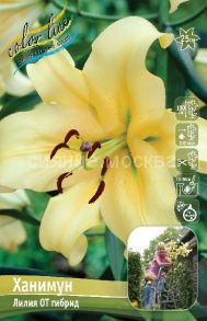 Лилия Ханимун, 12/14, ОТ-гибрид, - 2 шт