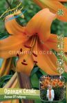 Liliya-Orandzh-Spejs-12-14-OT-gibrid-5-sht