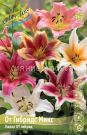 Liliya-Ot-Gibrids-Miks-12-14-OT-5-sht
