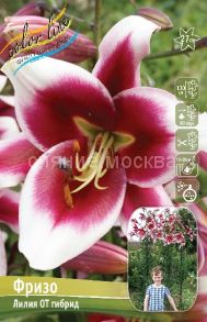 Лилия Фризо, 12/14, ОТ-гибрид, - 1 шт