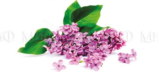 Кухня "Сирень" 2000 мм (Фотопечать)