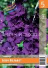 Gladiolus-Blek-Velvet-10-12-5-sht