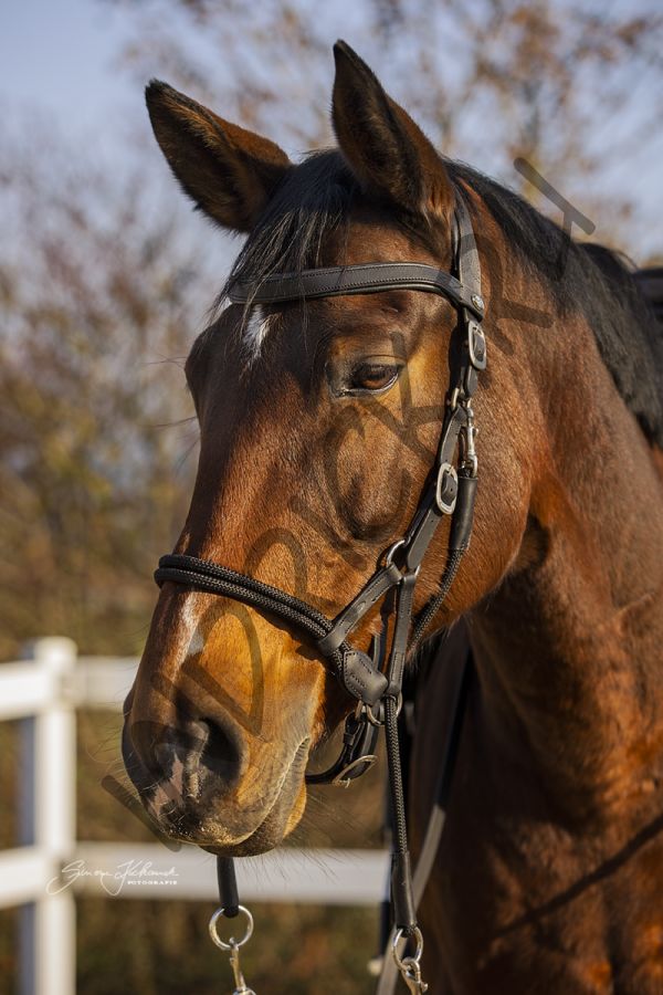 Беcтрензельная уздечка Barefoot Syringa с поводом