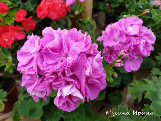 Шёлк Альпийский Луг № 2453