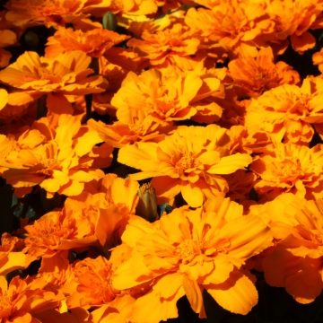 Бархатцы отклоненные (Tagetes patula) Alumia Deep Orange, 250 семян