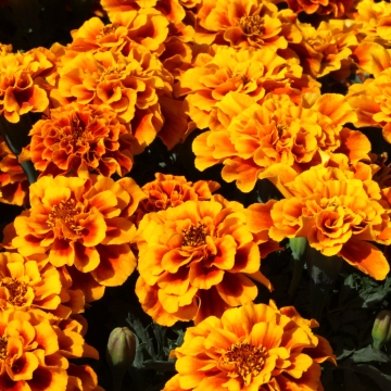 Бархатцы отклоненные (Tagetes patula) Alumia Flame, 250 семян
