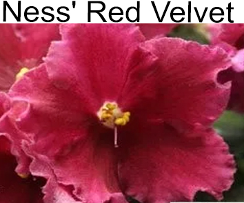 Ness Red Velvet (D. Ness).