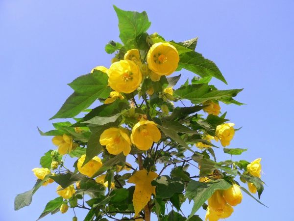 Abutilon INDICUM или Абутилон Индийский