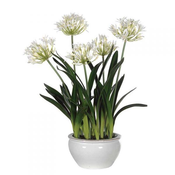 Agapanthus PRAECOX ALBA или Агапантус Ранний