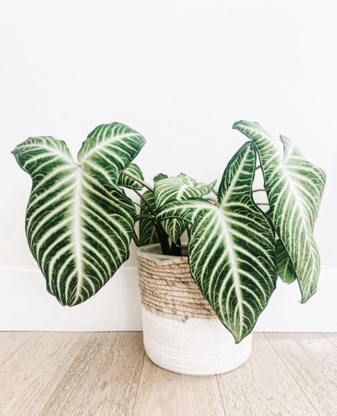 Xanthosoma LINDENII или Ксантосома Линдена