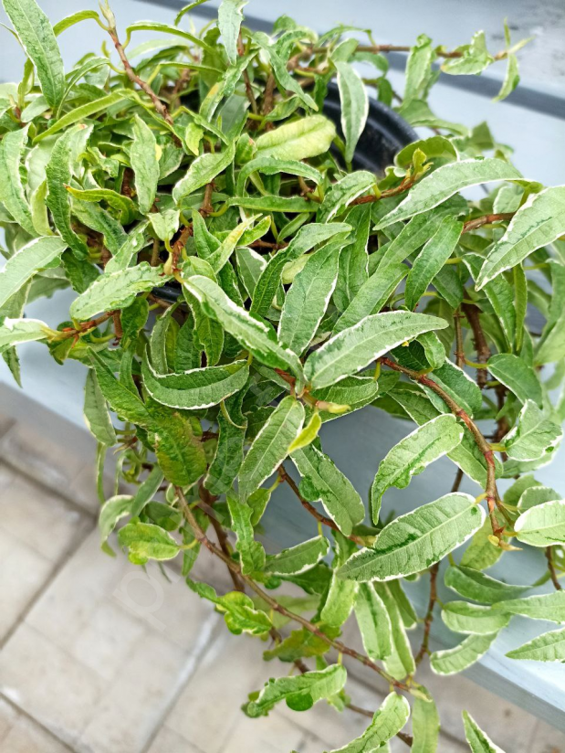 Фикус стреловидный (sagittata Variegata)